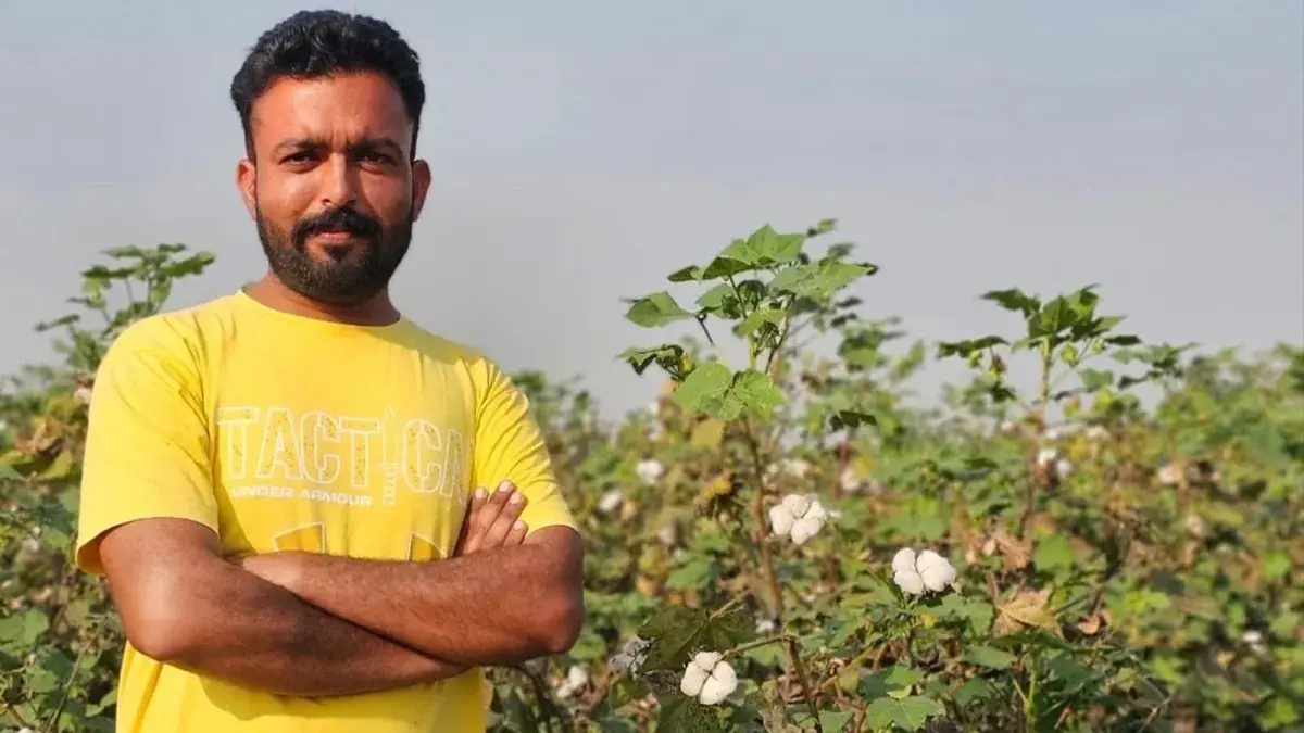 Punjab Cotton Acreage Hits Record Low Amid Pest and Climate Woes