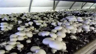 Punjab Government Offers Rs 80,000 Subsidy for Mushroom Units