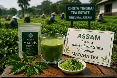 Assam Becomes First Indian State to Commercially Produce Matcha Tea