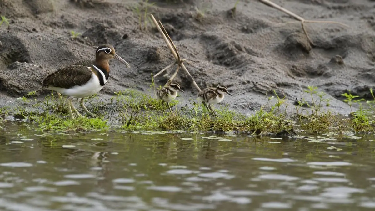 Snipe-ing a Rare Sight: Greater Painted-Snipe Spotted at Corbett
