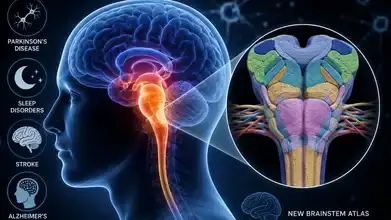 Indian Scientists Release World's Most Detailed 3D Brainstem Atlas