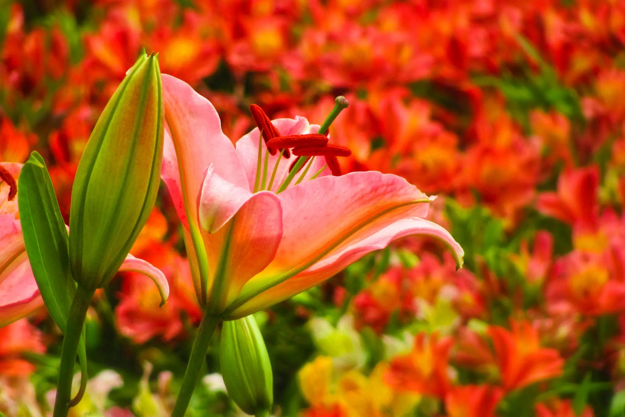 India's highest commercial Lilium cultivation field starts in Ladakh