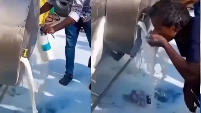 Viral Video: Crowd Rushes to Collect Spilled Milk After Tanker Crash