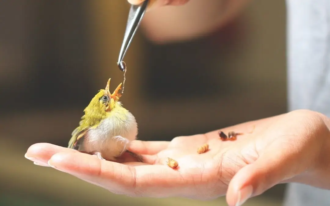 Feathered Guardians: The Rise of India’s Urban Bird Rescuers