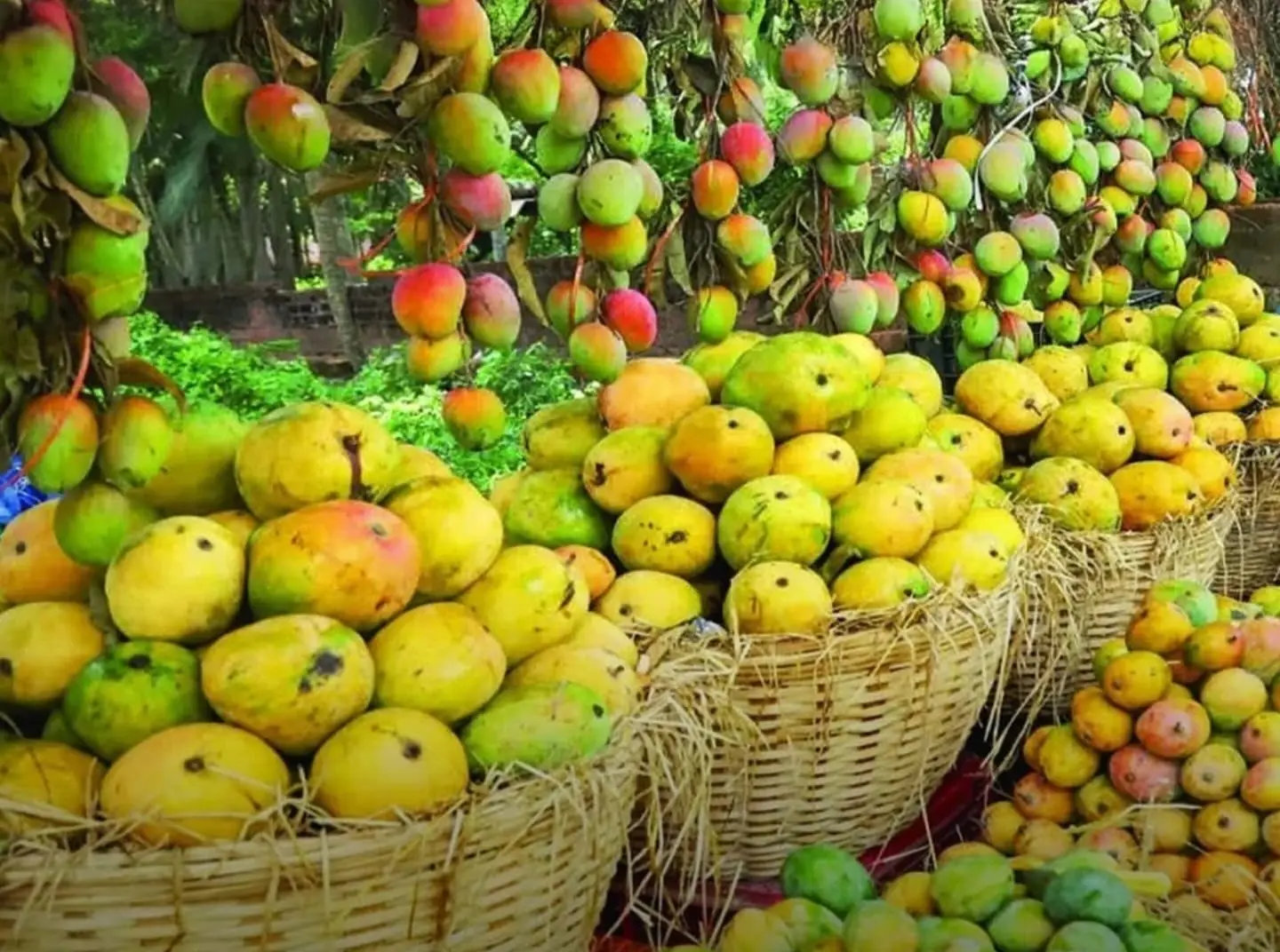 India Exports 12.5 Tons of UP Mangoes to Dubai