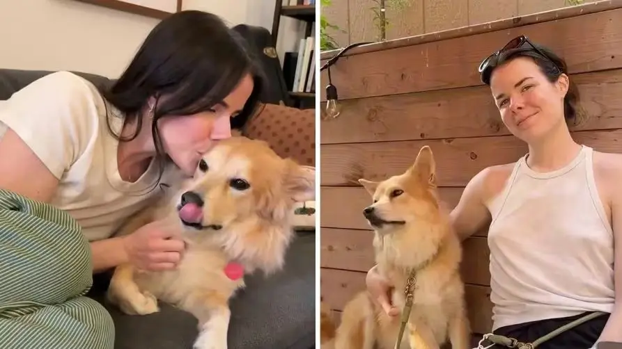 Famous Rescue Dog Simon to Be Put Down After Health Declines