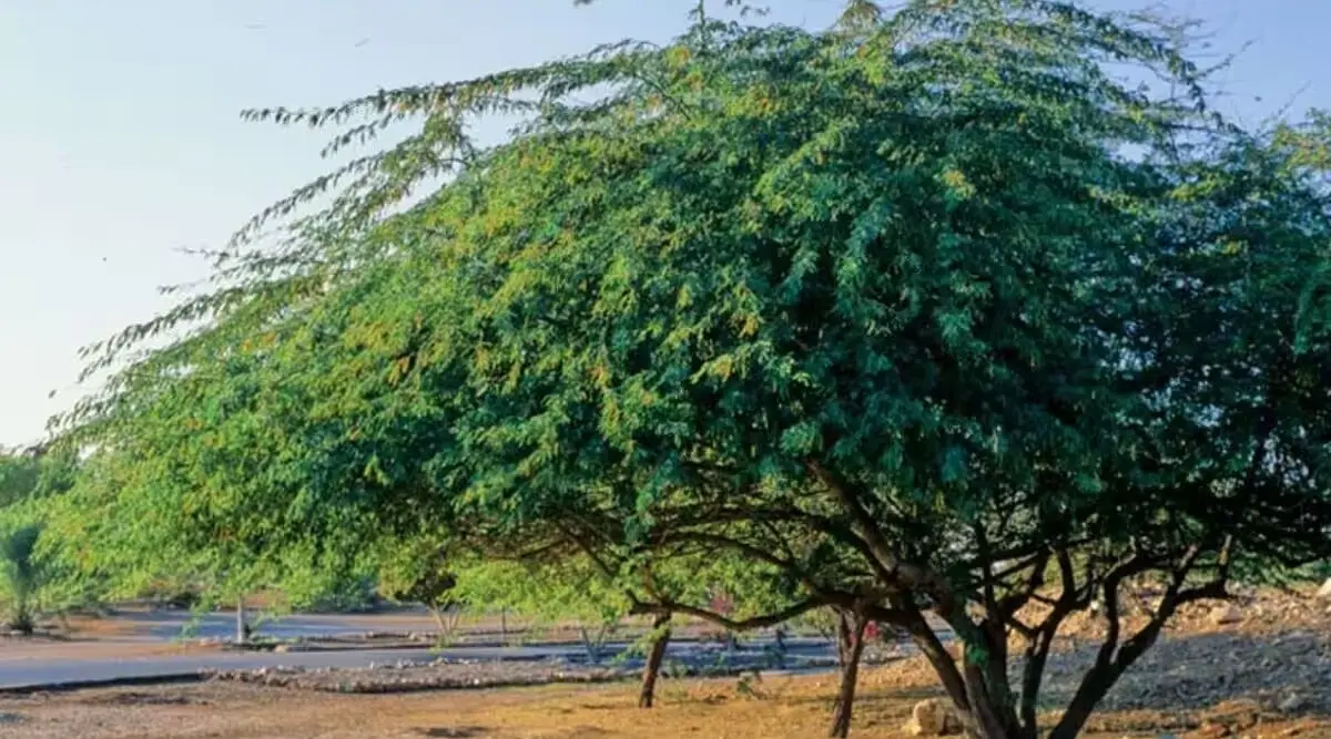 150 Years of 'Vilayati Babul': How a South American Import Became India's Most Divisive Ecological Paradox