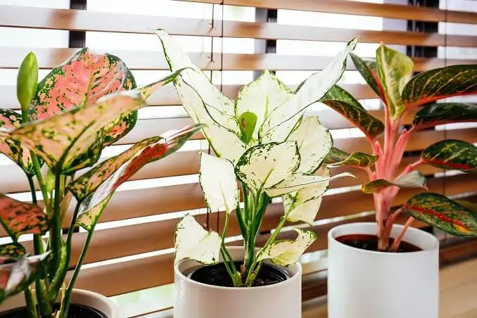 New Discovery Helps Plants in Low Light Spots Grow Better
