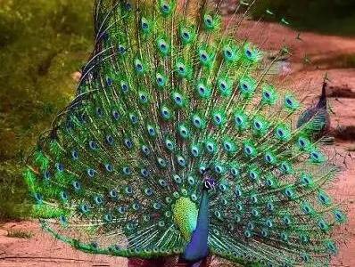A Royal Flocking to Geneva: India Restores Ariana Park’s Famous Avian Legacy