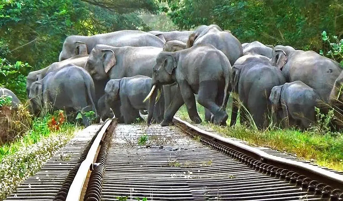 Track Triumph: Rajdhani Express Pauses in Assam to Let Elephants Cross