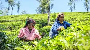 One Cup, One Country: How Sri Lanka Turned Tea Into a Global Icon