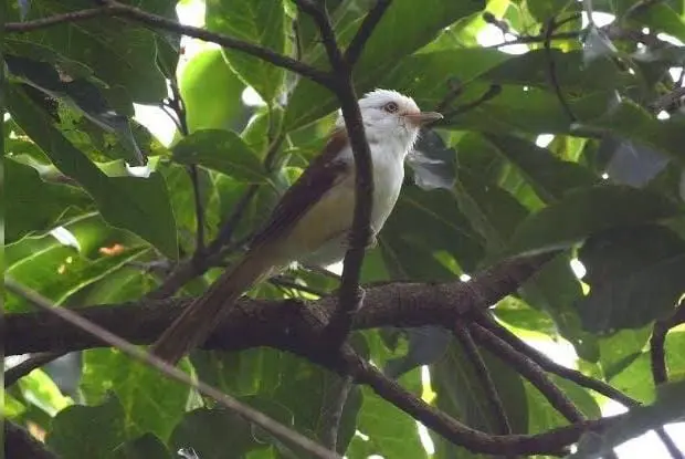Rare White-Hooded Babbler Sighted in North Bengal After 95 Years