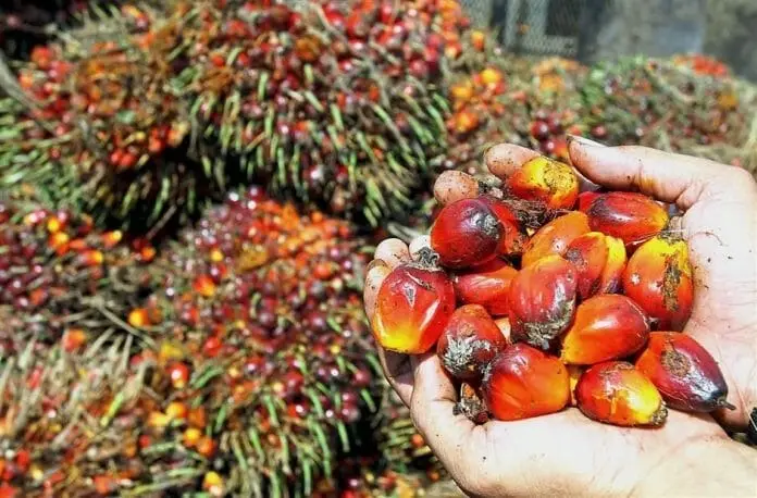 Malaysia August Palm Oil Stocks Projected to Rise