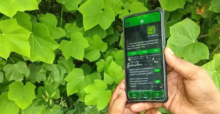 From Camera to Crop Doctor: The Free AI Helping Farmers Fight Disease
