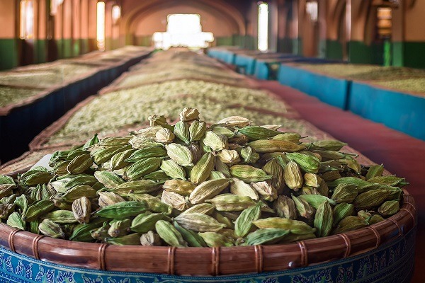 Indian Cardamom Exports Soar: Rs. 4.56 Billion in Six Months Signals Strong Growth