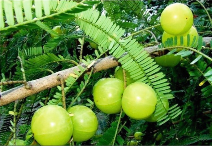 Diabetes Meets Its Match: Amla's Incredible Blood Sugar Balancing Act