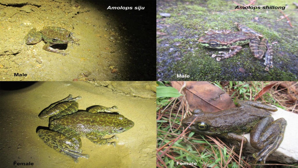 Shillong Cascade Frog Discovered: A New Amphibian Thriving in Urban Meghalaya