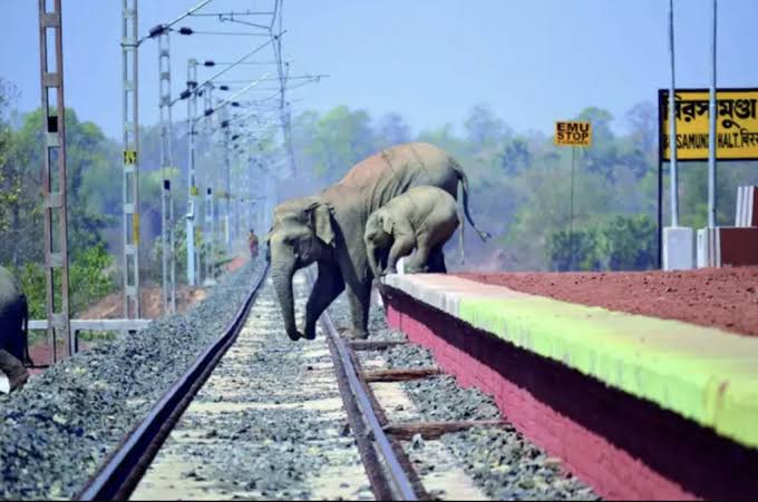 Protecting Giants with Gigabytes: India’s Railways Deploy Cutting-Edge Tech for Elephants