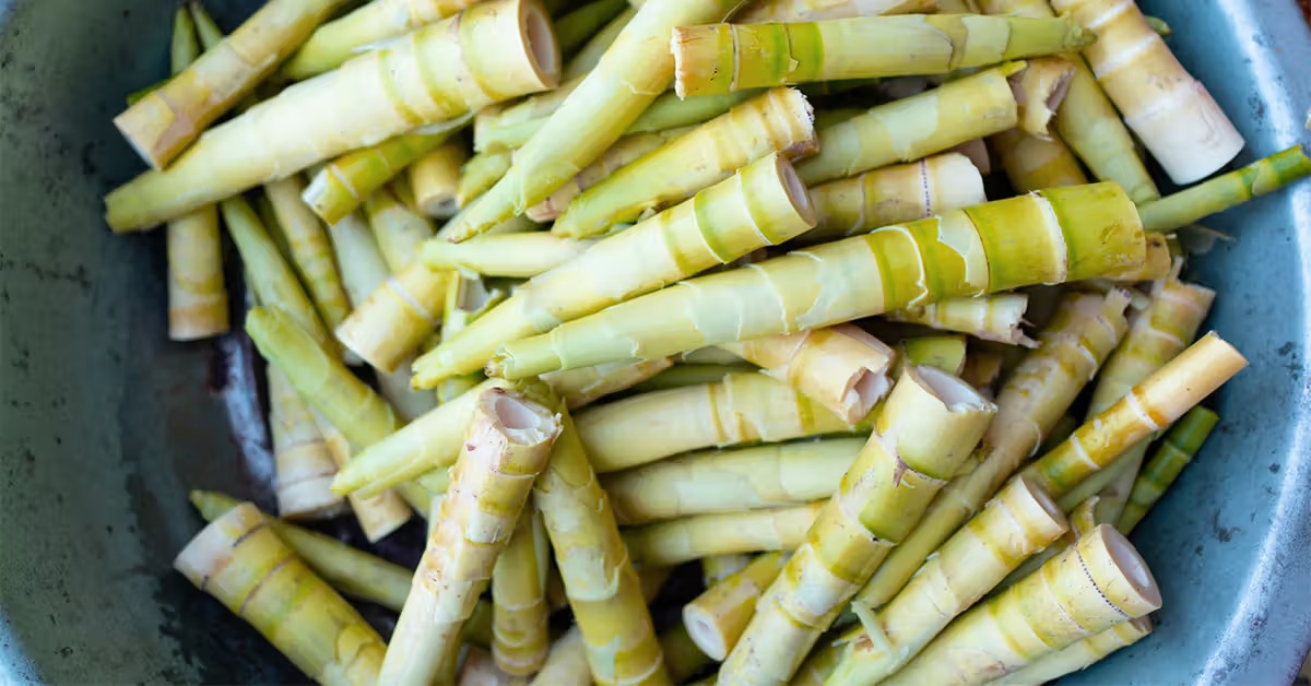 Bamboo Emerges As A Potential Superfood, Says New Study