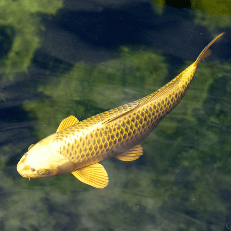 Golden Glow in the Wild: 10 Animals That Shine Like Precious Metal