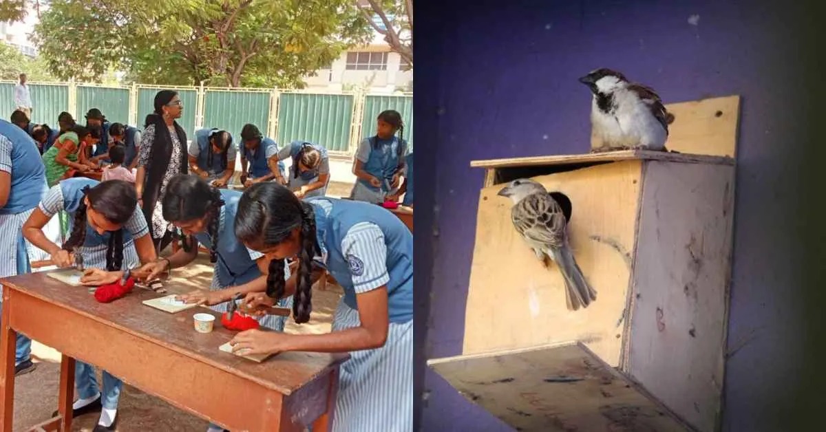 Local NGOs and Residents Drive Sparrow Conservation Success in Chennai
