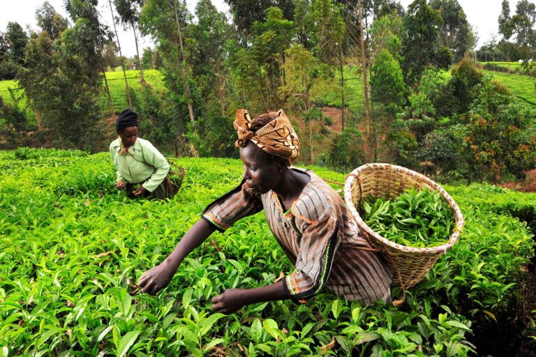 Bitter Brew: How Climate and Crisis Threaten the World’s Tea Gardens