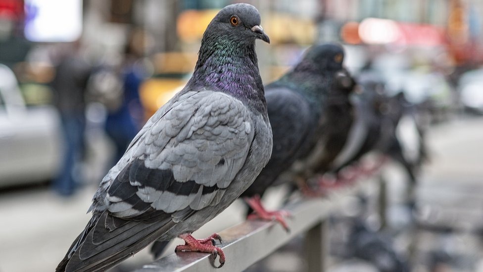 What’s Nesting in Your Balcony? Maharashtra’s Missing Health Files on Pigeons