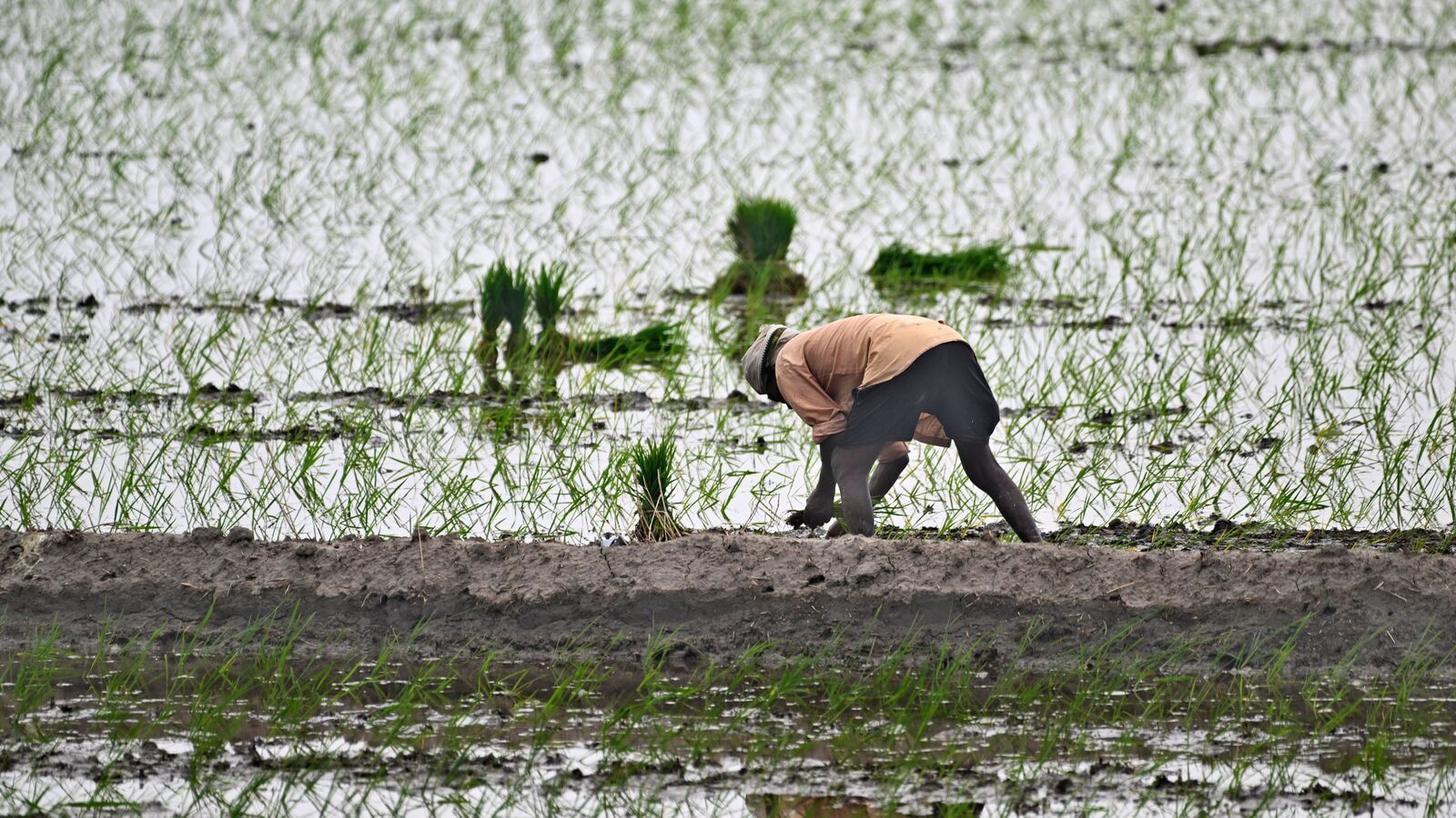 Sowing Trust: QR-Coded Seed Packets and Digital Tracking, a Game-Changer for Farmers Against Substandard Seeds