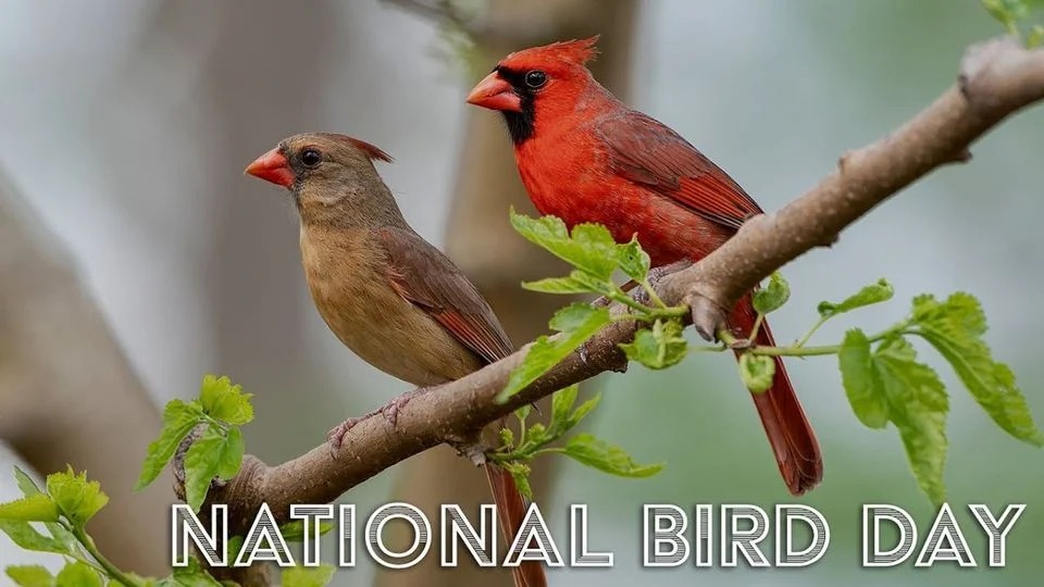 Celebrate National Bird Day: Embrace Avian Wonders and Conservation