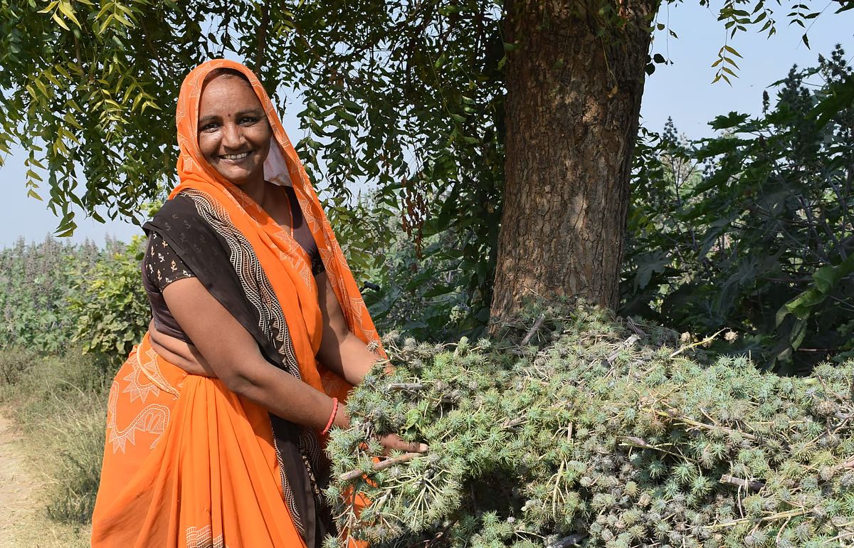 Sustainable Practices to Boost Castor Oil Exports to $2.5 Billion by 2030