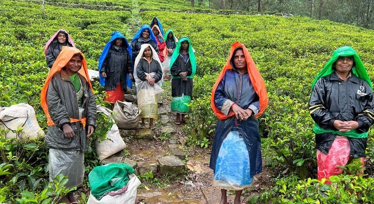 Tea Shockwave: US Slams Sri Lanka with 44% Tariff Bombshell