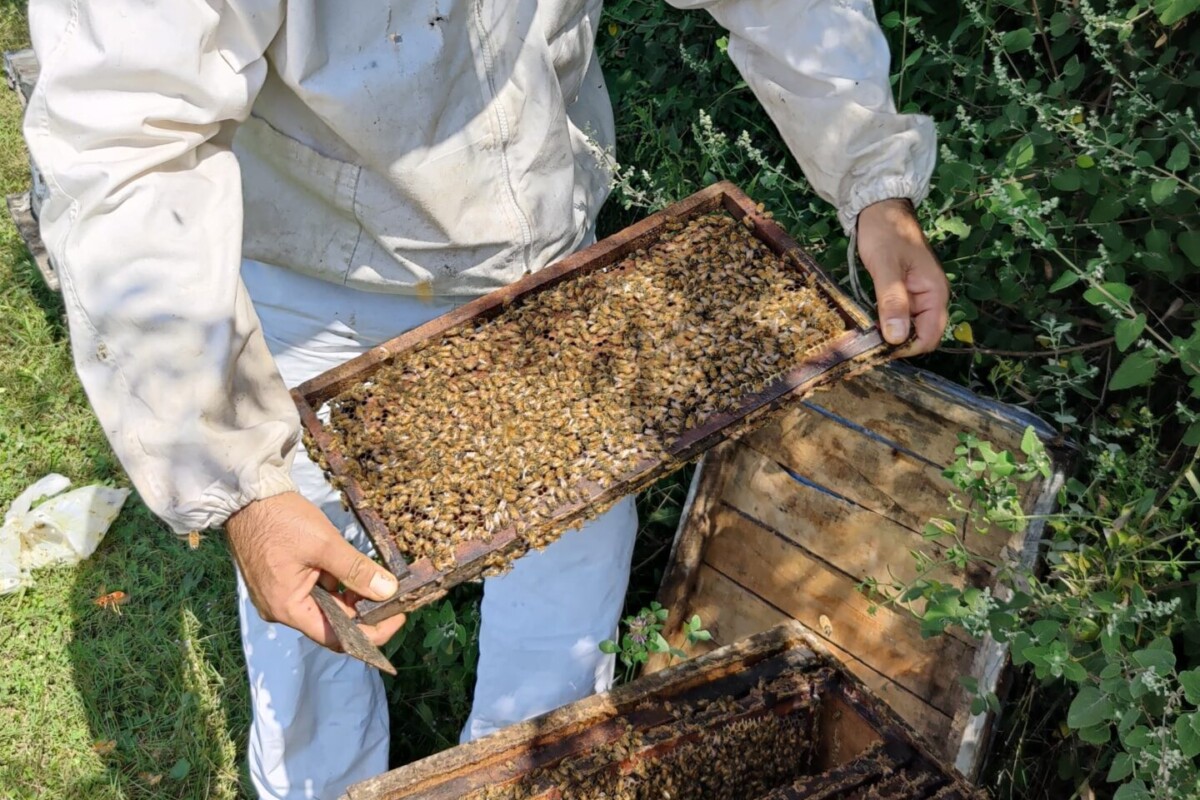 India’s Migratory Beekeepers Journey Across States, Following Bloom Cycles to Sustain Honey Production and Rural Livelihoods