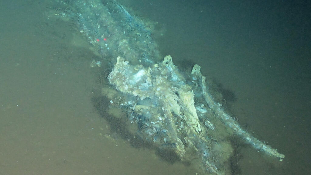 World's Largest Whale Graveyard Discovered in Indian Ocean