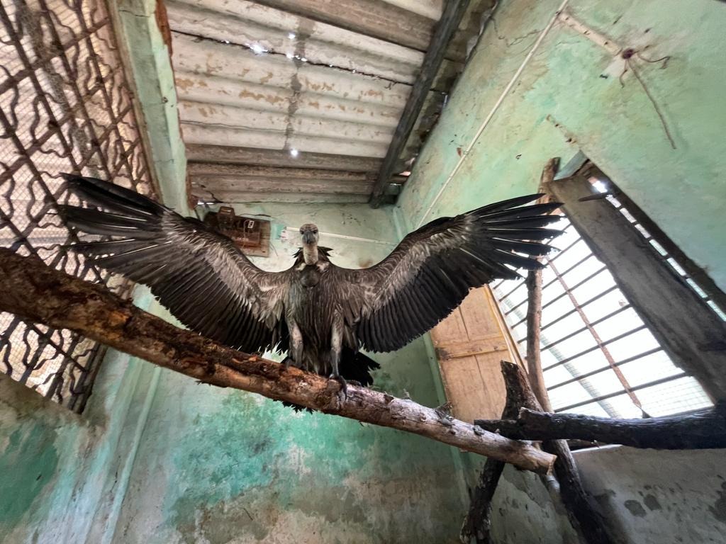 Vultures Take Flight: Conservation Boost At Melghat Tiger Reserve