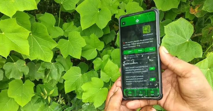 From Camera to Crop Doctor: The Free AI Helping Farmers Fight Disease