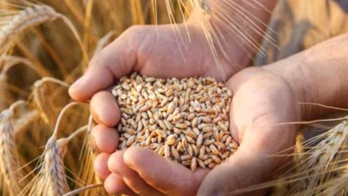Bags Full, Market Calm—Government Holds Back Wheat Reserves Amid Stable Prices
