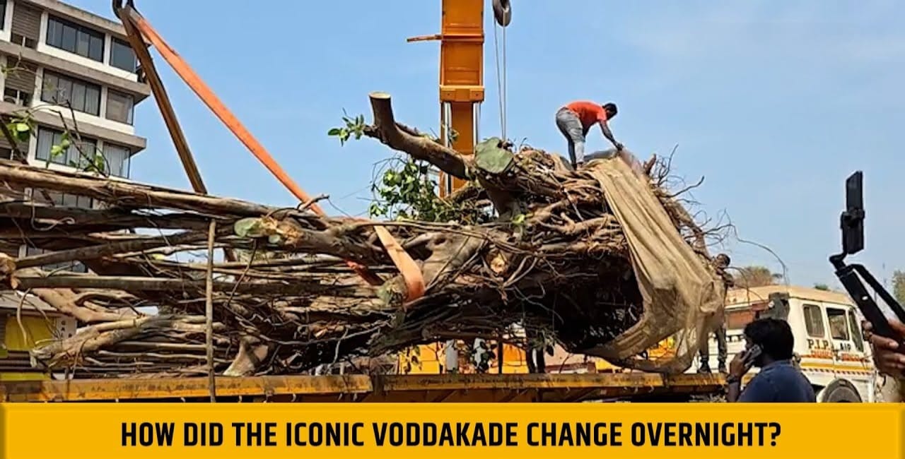 "Voddakade Transformed Overnight: Banyan Tree Relocation Stirs Controversy