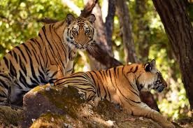 Bihar's Hidden Wildlife Gem