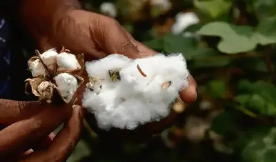 Yarn, Yields And Yet Another Levy: What A Cotton Duty Reset Would Mean For Spinners, Growers And Your Shirt Price
