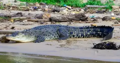 Ocean Marathoners: DNA Reveals How Saltwater Crocs Crossed 3,000 Km To Reach The Seychelles