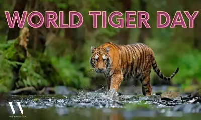 Paws. Think. Protect. How Protecting Tigers Safeguards Ecosystems This World Tiger Day