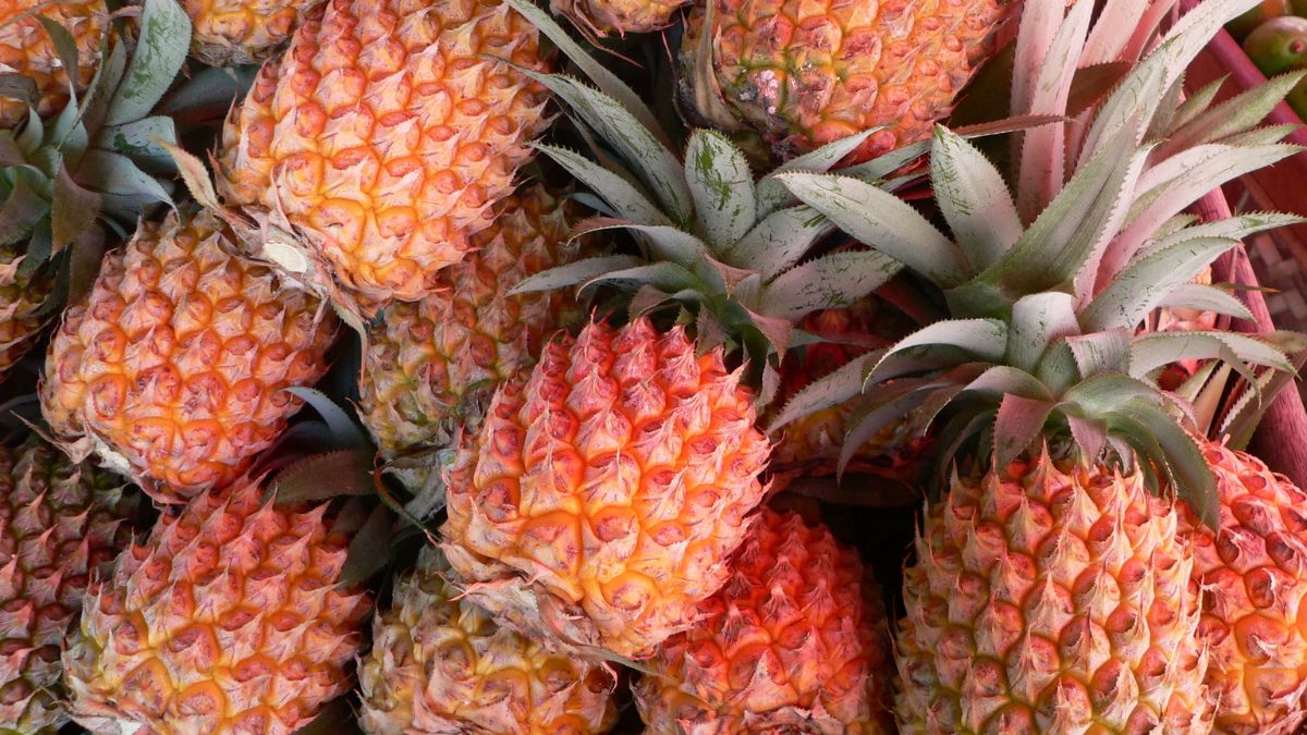 Tropical Titan: Who’s Crushing It as the World’s Top Pineapple Producer?