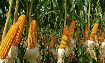 Cereal Saviors: The Surprising Story Behind Sri Lanka’s Emergency Maize Import