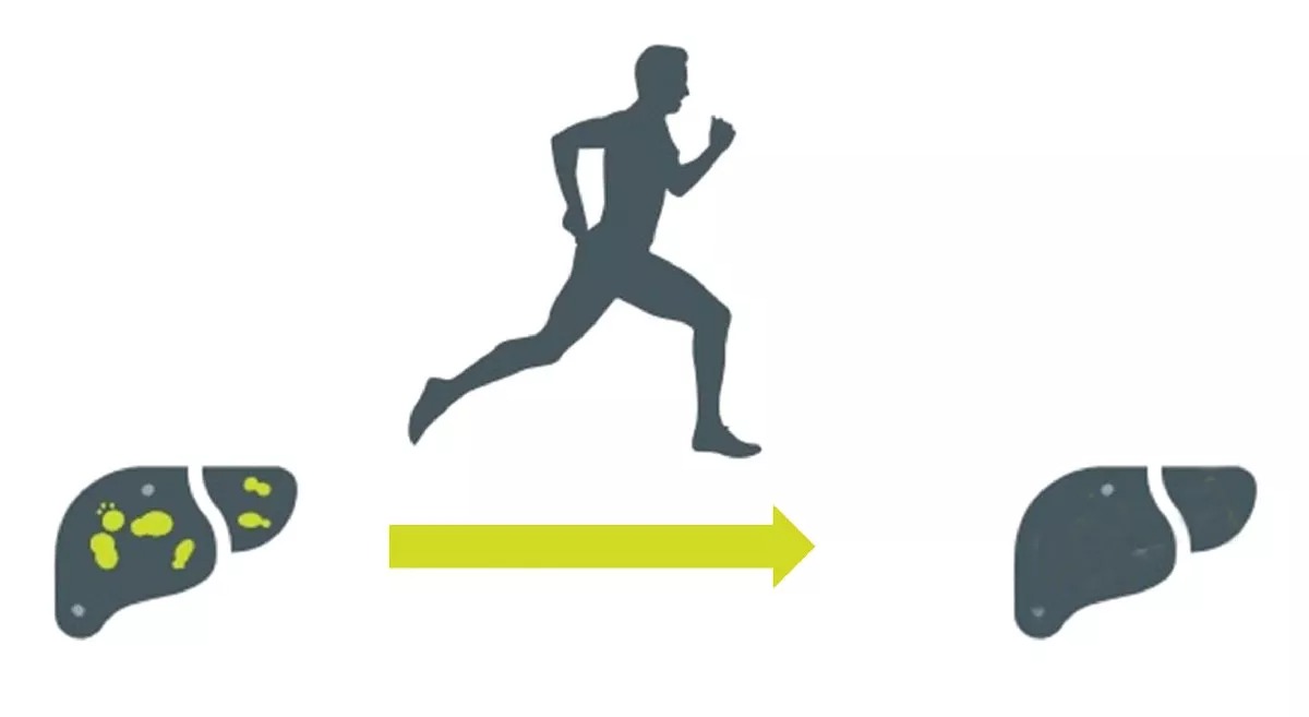 Liver's Gym Membership: Why Your Organs Need a Workout Too