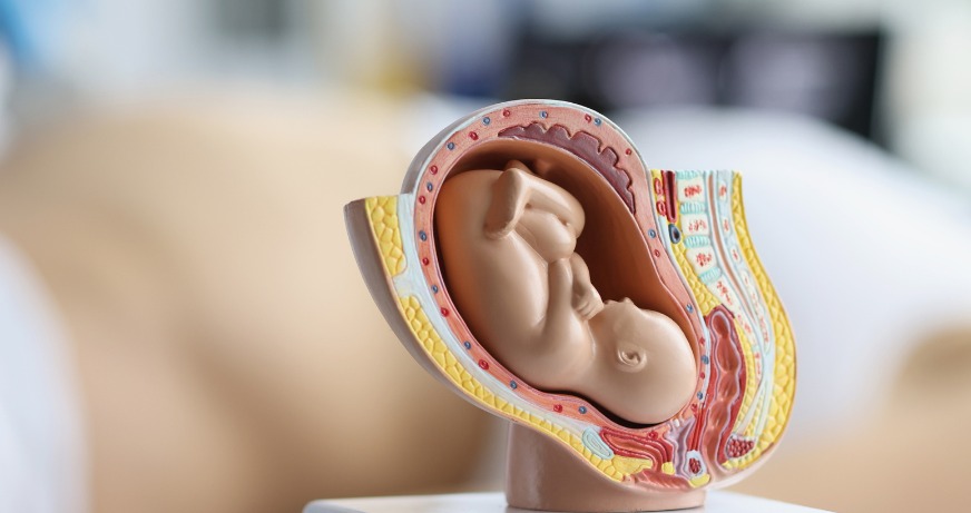 BMC’s Affordable IVF Initiative: A Ray of Hope for Mumbaikars