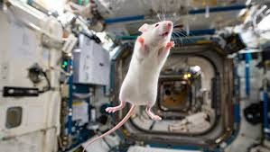 China’s Space Station Welcomes First Mice Experiments: Unlocking Secrets of Microgravity on Life