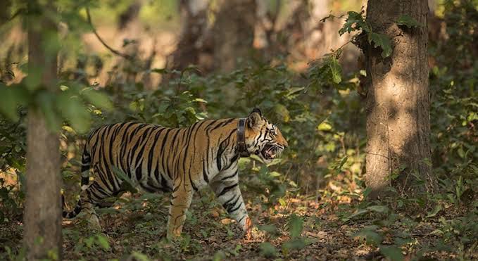 Behind India's Tiger Story: A Conservation Triumph