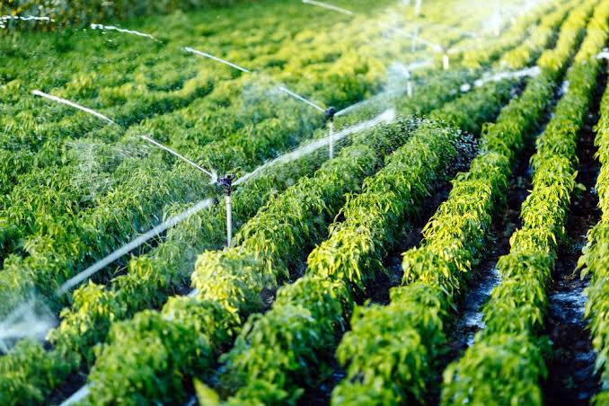 Financing the Future: How UP’s Micro-Irrigation Push Is Changing Rural Fortunes