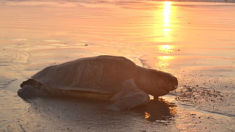 A Race Against the Tide: Protecting Karnataka’s Vanishing Sea Turtle Havens