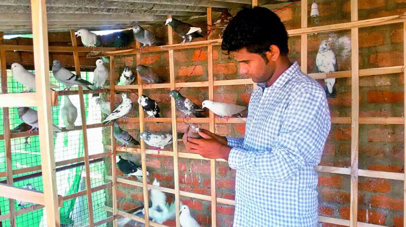 Kabootarbazi': Reviving the Art of Pigeon Flying Competitions in Hyderabad